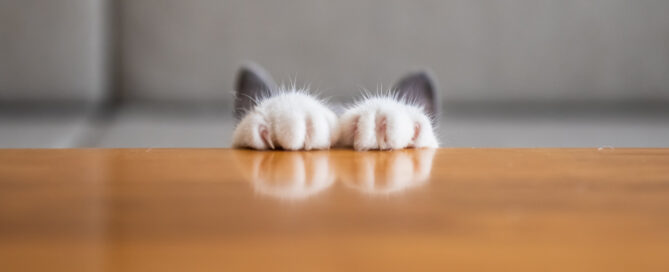 kitten paws and ears visible behind table