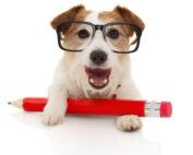 White dog with red pencil and eyeglasses