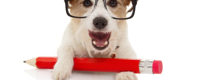 White dog with red pencil and eyeglasses