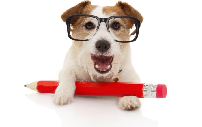 White dog with red pencil and eyeglasses