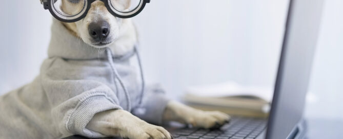 dog with eyeglasses at a laptop