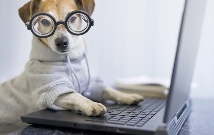 dog with eyeglasses at a laptop