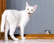 Tall white kitten surprised by kitten