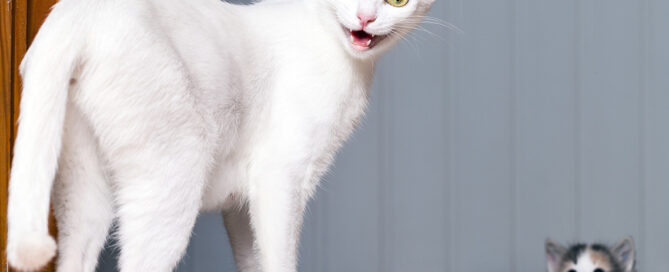 Tall white kitten surprised by kitten