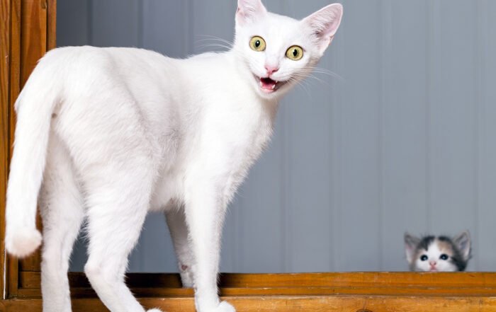 Tall white kitten surprised by kitten