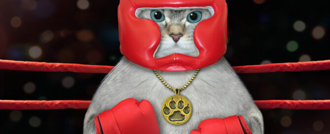 Boxing cat