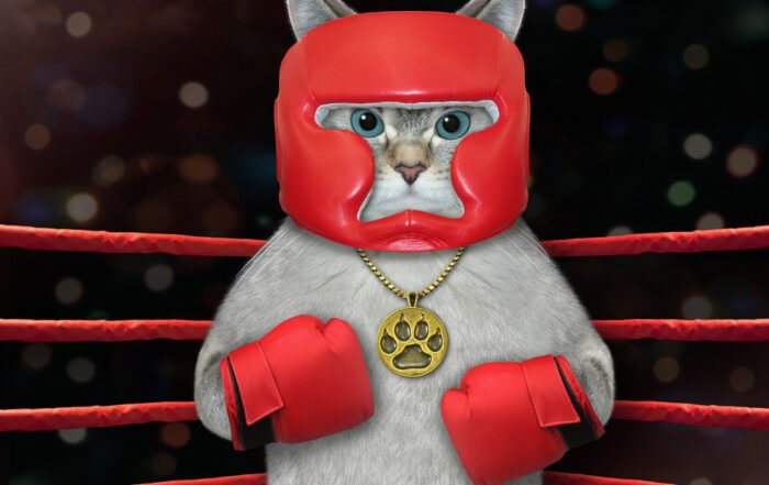 Boxing cat