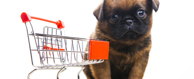 puppy with a shopping cart