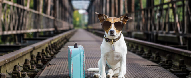dog wearing sunglasses with a suitcase