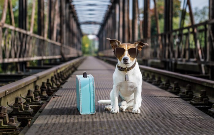 dog wearing sunglasses with a suitcase