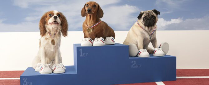 3 dogs in tennis shoes standing on a podium