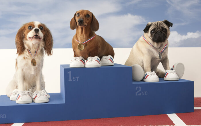 3 dogs in tennis shoes standing on a podium