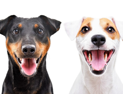 Should You Ever Create a Separate Version of Website Content for Google, AI, or Bot-of-the-Month?